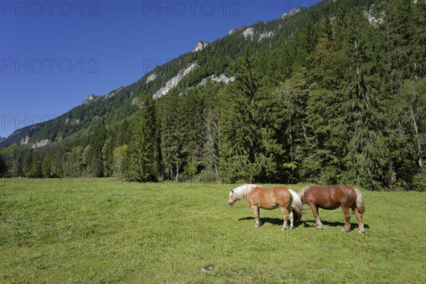 Grazing horses in the Graswang valley, Graswang, Pfeder, pasture farming, landscape conservation,