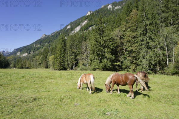 Grazing horses in the Graswang valley, Graswang, Pfeder, pasture farming, landscape conservation,