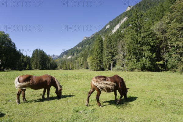 Grazing horses in the Graswang valley, Graswang, Pfeder, pasture farming, landscape conservation,