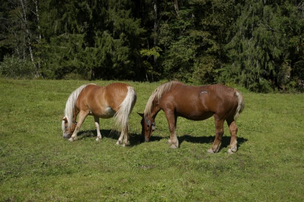 Grazing horses in the Graswang valley, Graswang, Pfeder, pasture farming, landscape conservation,