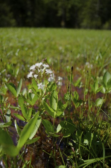 Feverfew (Menyanthes trifoliata), swamp, marsh plant, water plant, wetland, Graswang valley,