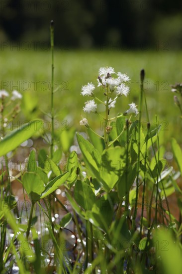 Feverfew (Menyanthes trifoliata), swamp, marsh plant, water plant, wetland, Graswang valley,