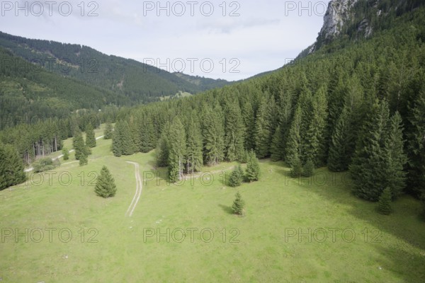 Mountain forest in the Ammergau Alps, forest, forestry, climate change, Ammergau, Oberammergau,