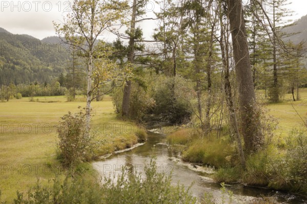 Ettaler Weidemoos, moss, wetland biotope, Oberammergau, Catholic, Ammergau, Ammergau Alps, Upper