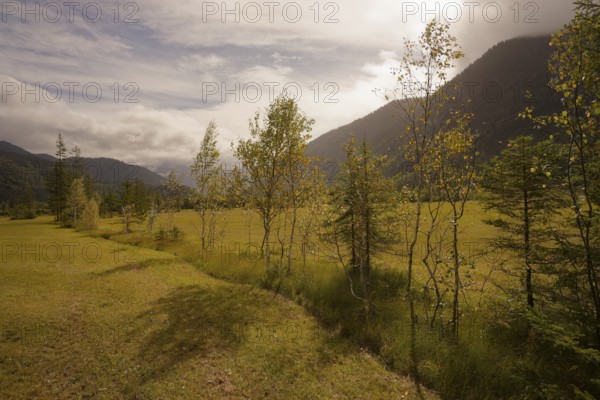 Ettaler Weidemoos, moss, wetland biotope, Oberammergau, Catholic, Ammergau, Ammergau Alps, Upper