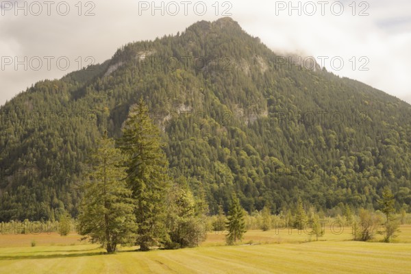 Ettaler Weidemoos, moss, wetland biotope, Oberammergau, Catholic, Ammergau, Ammergau Alps, Upper