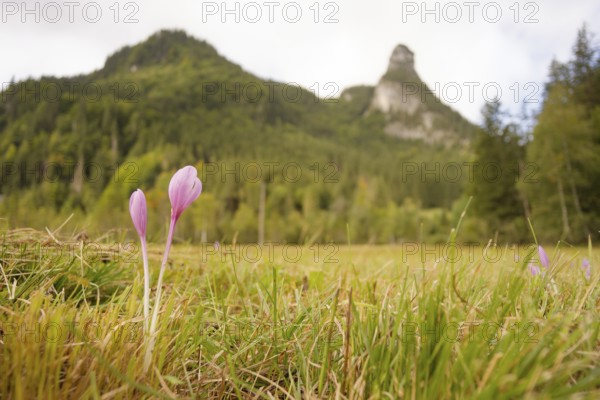 View of the Kofel, Herbstzeitlose, mountain, Zinken, mountain hiking, hiking, Oberammergau,