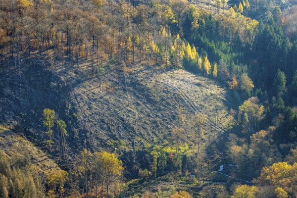 Aerial view, wild forest Voßwinkel forest area with forest damage in the district Voßwinkel in