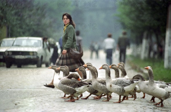 Romania, Jui Valley, 17.09.1991 Scene in a mining region. A girl and a flock of geese cross the