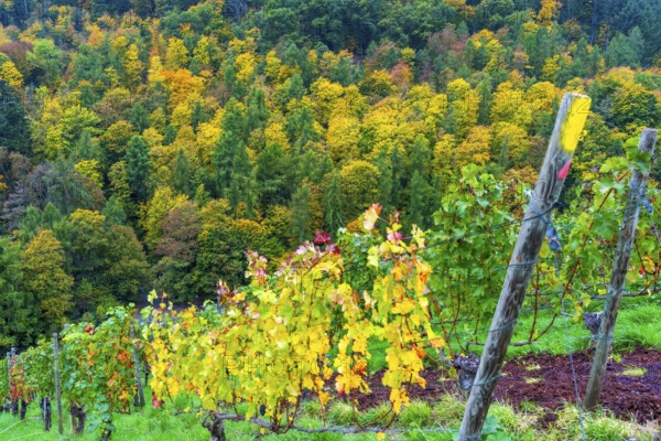 Colourful vine leaves, vine leaves in autumn, after the grape grape harvest, forest trees in autumn