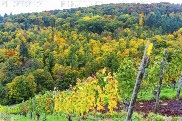 Colourful vine leaves, vine leaves in autumn, after the grape grape harvest, forest trees in autumn