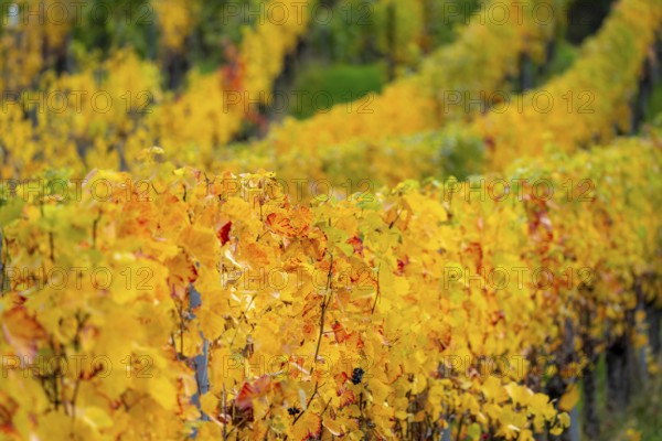 Colourful vine leaves, vine leaves in autumn, after the grape grape harvest, harvest, in a vineyard