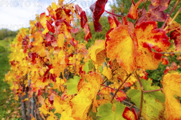 Colourful vine leaves, vine leaves in autumn, after the grape grape harvest, harvest, in a vineyard