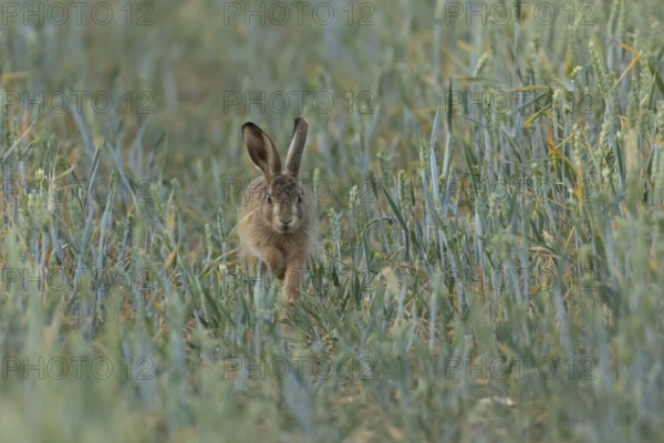 European brown hare (Lepus europaeus) juvenile baby leveret animal running in a farmland wheat