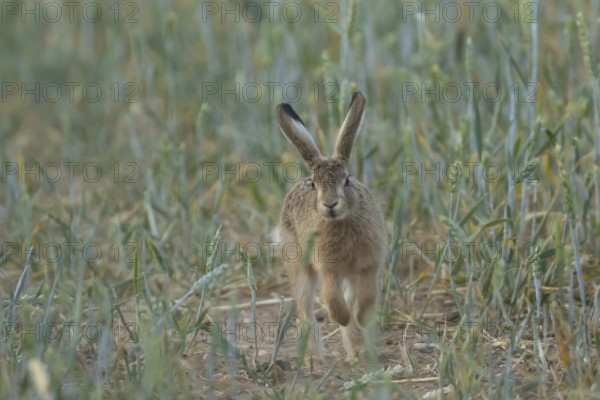 European brown hare (Lepus europaeus) juvenile baby leveret animal running in a farmland wheat