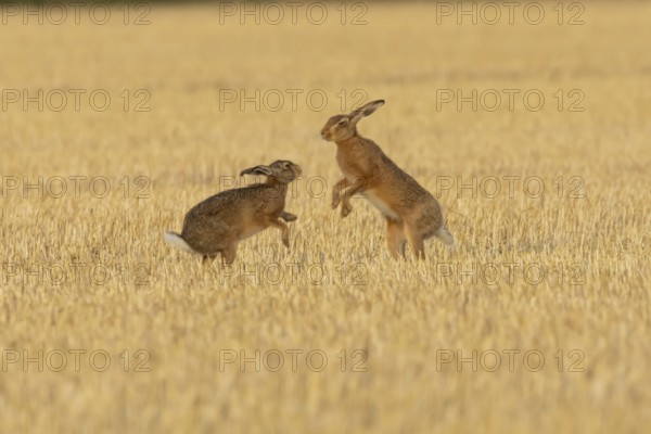 European brown hare (Lepus europaeus) two adult hares animals boxing in a farmland stubble field in