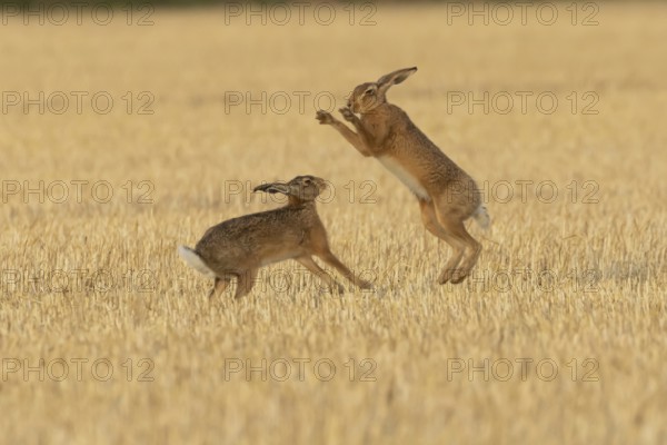 European brown hare (Lepus europaeus) two adult hares animals boxing in a farmland stubble field in