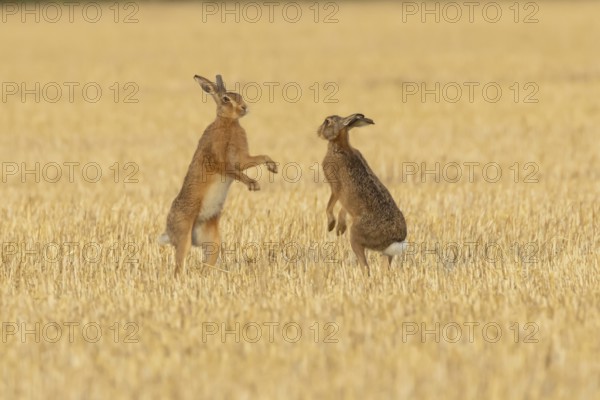 European brown hare (Lepus europaeus) two adult hares animals boxing in a farmland stubble field in