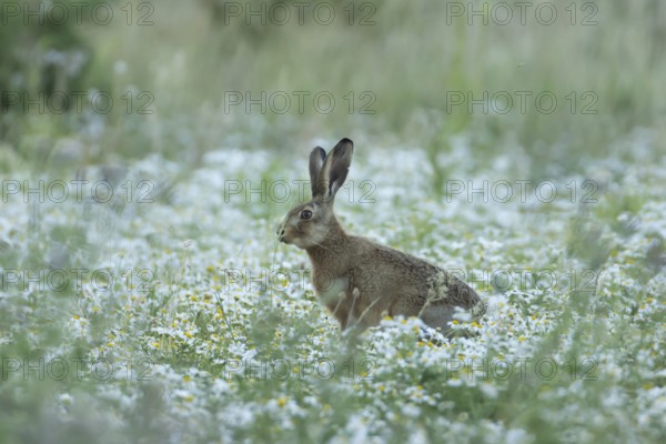 European brown hare (Lepus europaeus) adult animal in a farmland field in summer filled with
