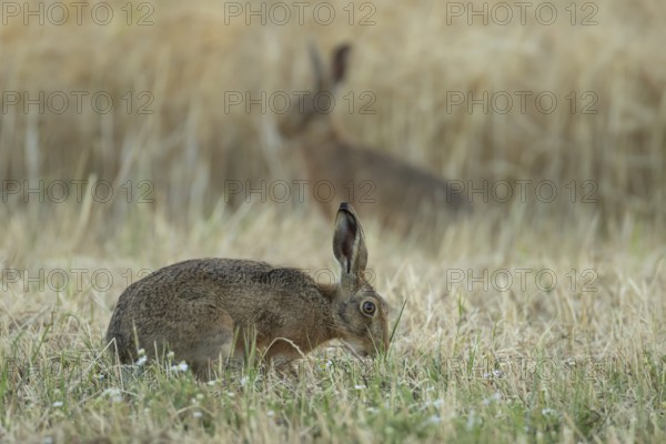 European brown hare (Lepus europaeus) adult animal in a farmland stubble field in summer, England,