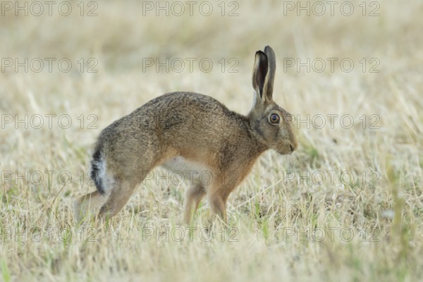 European brown hare (Lepus europaeus) adult animal stretching in a farmland stubble field in