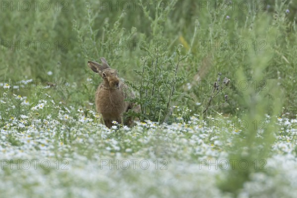 European brown hare (Lepus europaeus) adult animal in a farmland field in summer filled with