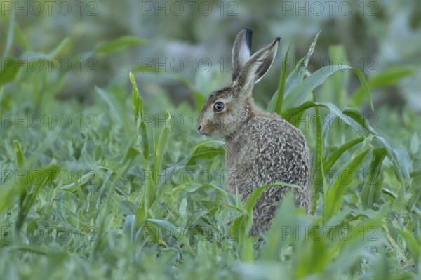 European brown hare (Lepus europaeus) juvenile baby leveret animal in a farmland maize field in