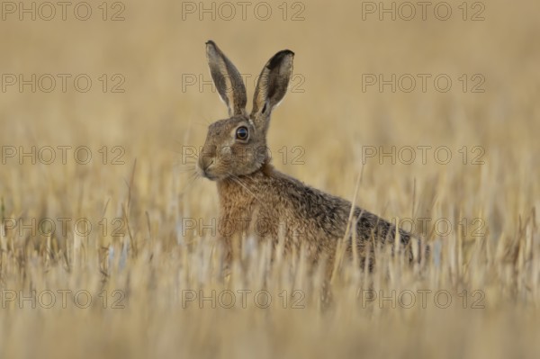 European brown hare (Lepus europaeus) adult animal in a farmland stubble field in summer, England,