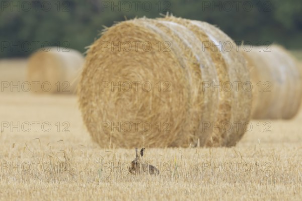 European brown hare (Lepus europaeus) adult animal washing itself in a farmland stubble field in