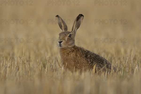 European brown hare (Lepus europaeus) adult animal in a farmland stubble field in summer, England,