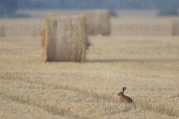 European brown hare (Lepus europaeus) adult animal in a farmland stubble field with straw bales in
