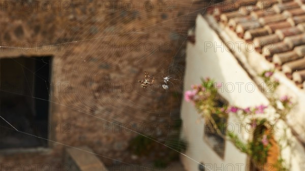 Spider web with spider in front of a rustic house with bricks and flowers, Monemvasia, Monemvassia,