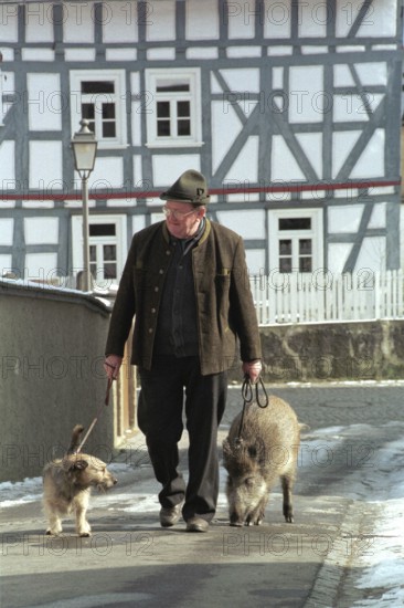 DEU, Bad Soden, 04.07.1994 -- A man walks on a leash with dog and domestic wild boar. (pig, wild