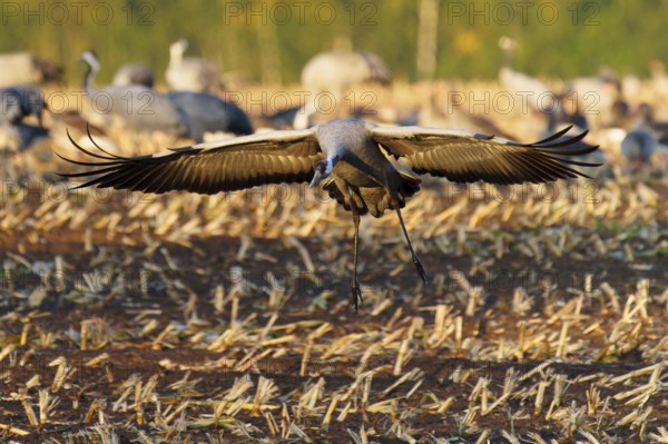 A crane lands with spread wings on a stubble field in autumn, crane (Grus grus) wildlife, Western