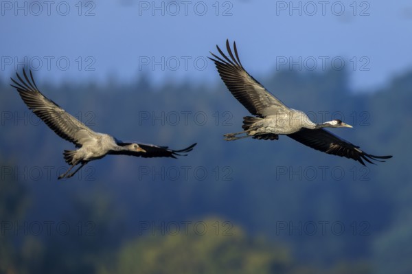 A pair of birds flying together through the sky over a wooded landscape, Crane (Grus grus)