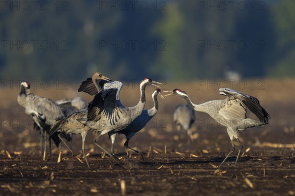 Two cranes interact in a field in a dancing pose, crane (Grus grus) wildlife, Western Pomerania