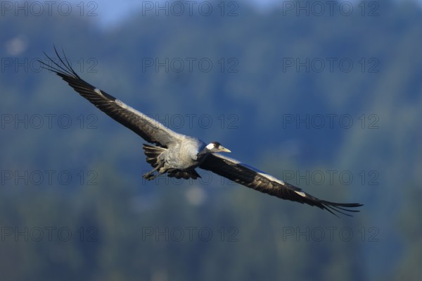 A single bird flies with wings spread over a wooded view, Crane (Grus grus) wildlife, Western