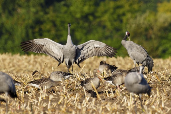 Cranes in a mowed field, one has spread its wings, crane (Grus grus) wildlife, Western Pomerania