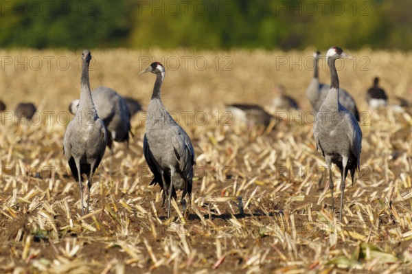 Three cranes stand on a harvested field in a natural setting, Crane (Grus grus) wildlife, Western