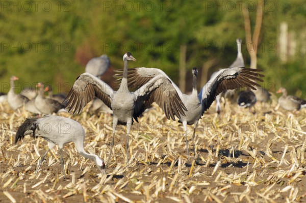 Cranes in a field, two presenting their wings in unison, crane (Grus grus) wildlife, Western