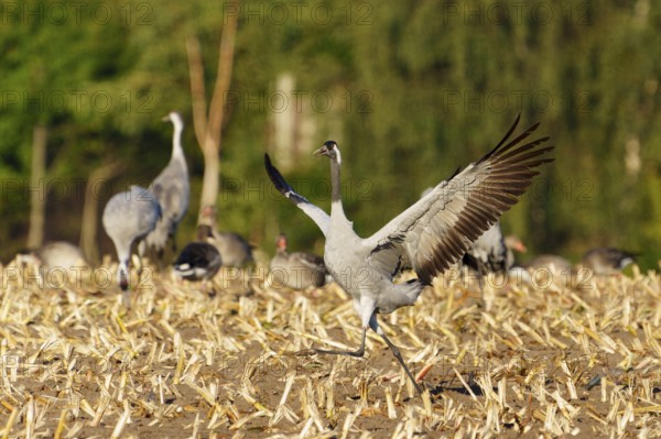 A crane runs across a field with wings spread out, Crane (Grus grus) wildlife, Western Pomerania