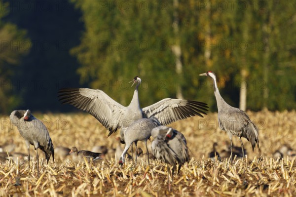 Cranes in dynamic pose on a golden field in sunlight, crane (Grus grus) wildlife, Western Pomerania
