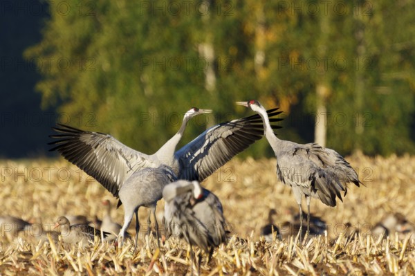 Cranes in flight position in a field with trees, crane (Grus grus) wildlife, Western Pomerania