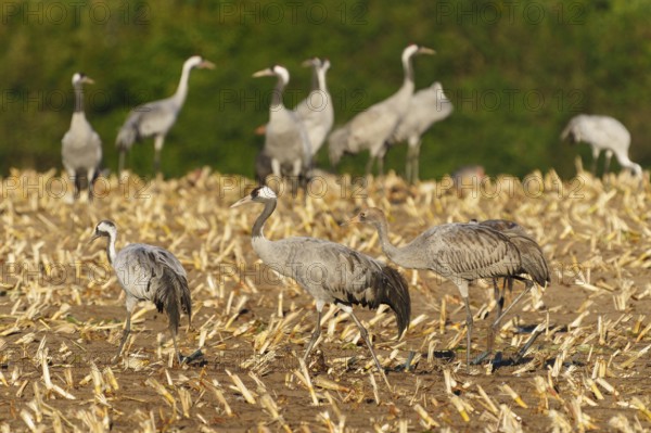 Several cranes run across a harvested field with green background, crane (Grus grus) wildlife,