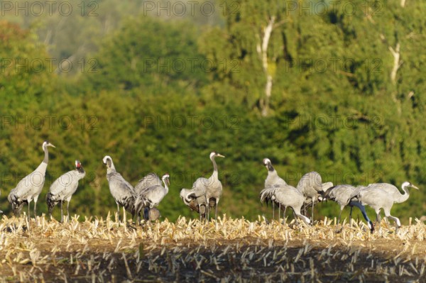 Flock of cranes on a harvested field in front of green, crane (Grus grus) wildlife, Western