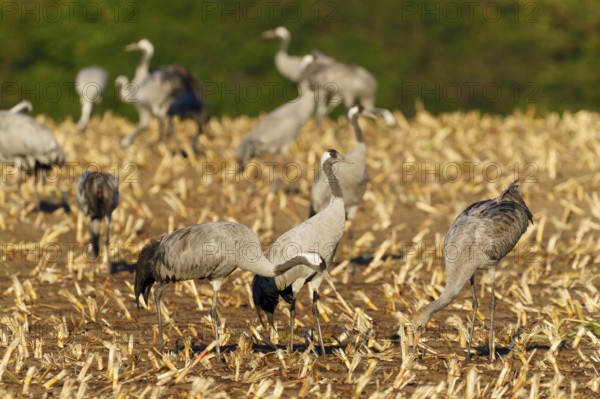Cranes searching for food in an autumnal field, crane (Grus grus) wildlife, Western Pomerania