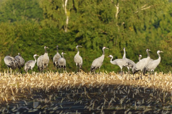 Group of cranes in a field with trees in the background, crane (Grus grus) wildlife, Western