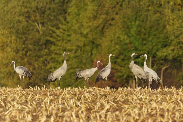 Crane group standing on a stubble field in front of a forest in autumn, crane (Grus grus) wildlife,