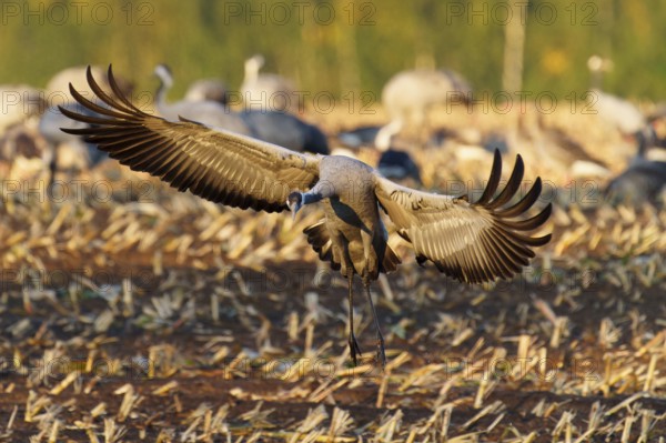 Crane spreads its wings to land in a field in the evening light, Crane (Grus grus) wildlife,