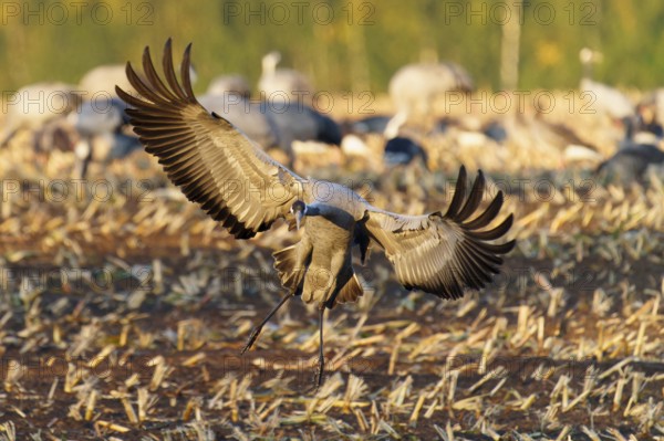 A crane sets off to land on a harvest field in the golden hour, Crane (Grus grus) wildlife, Western